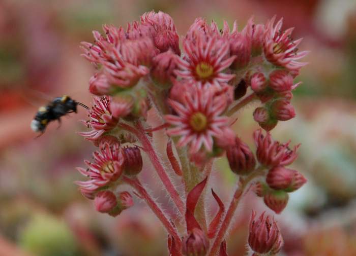 Sempervivum Dachwurz Hauswurz